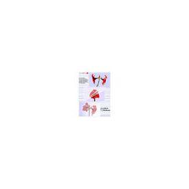 Olympia 1x50 DIN A3 80 micron / Transparent / A3 / 50 pc(s | 9174