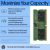 HP - DDR5 - module - 8 GB - SO-DIMM 262-pin - 5600 MHz  | AL0M5AA