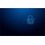Kingston IronKey Vault Privacy 50 Series - USB fla | IKVP50/512GB